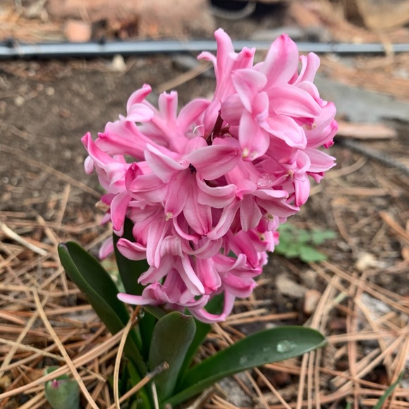 Meet your Posher, Angie - Picture 1 of 1